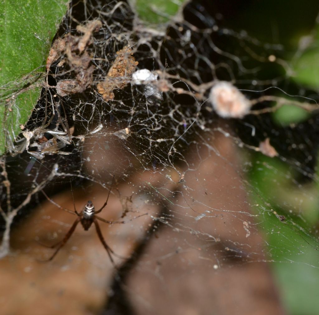 Linyphiidae